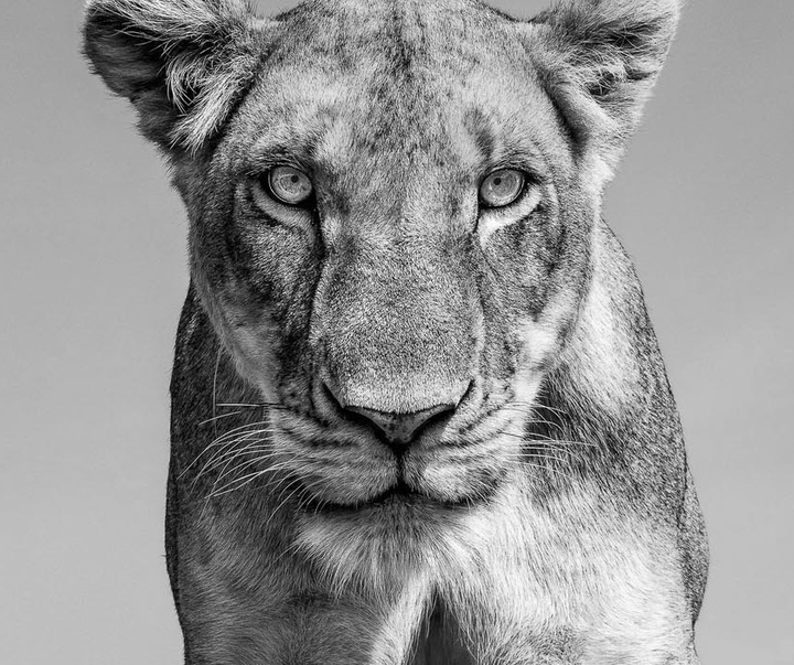 گالری عکس های جیمز لوین از انگلیس