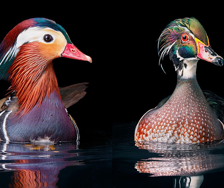 گالری عکس‌های خلاقانه تیم فلچ از بریتانیا