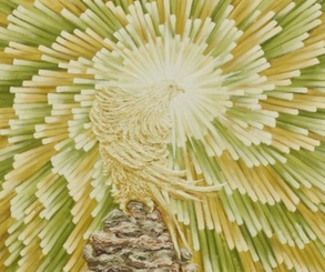 گالری آثار نقاشی کامروز آرام