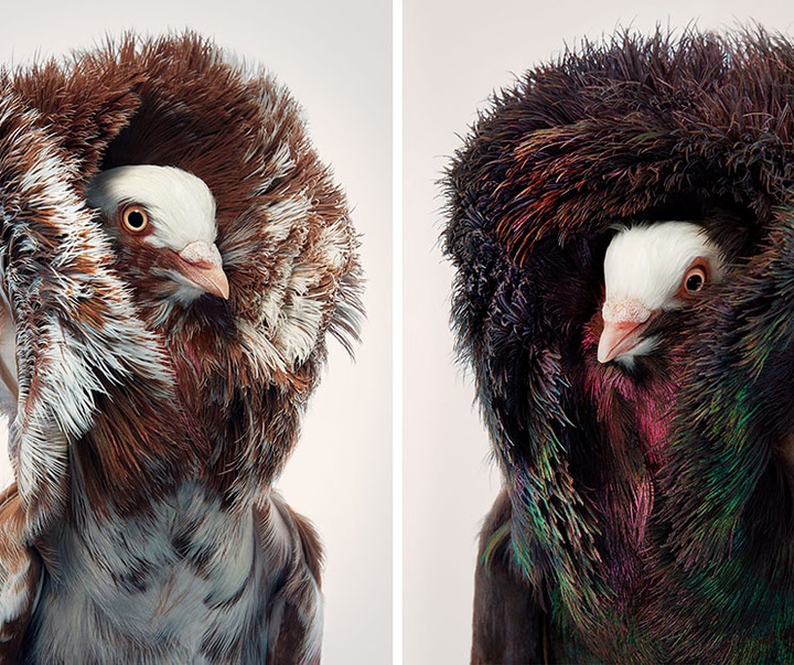 گالری عکس‌های خلاقانه تیم فلچ از بریتانیا