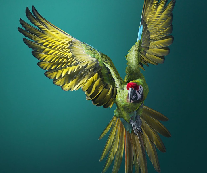 گالری عکس‌های خلاقانه تیم فلچ از بریتانیا