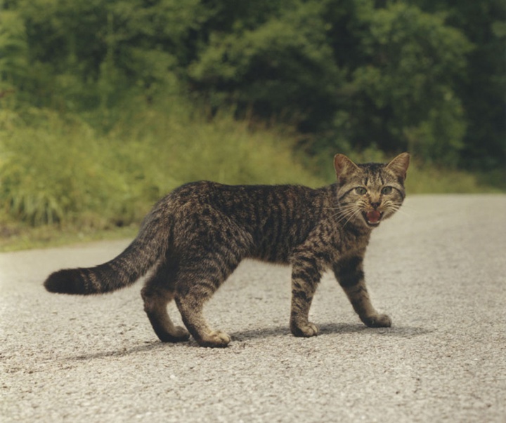 گالری آثار عکاسی گرگوری هالپرن از آمریکا