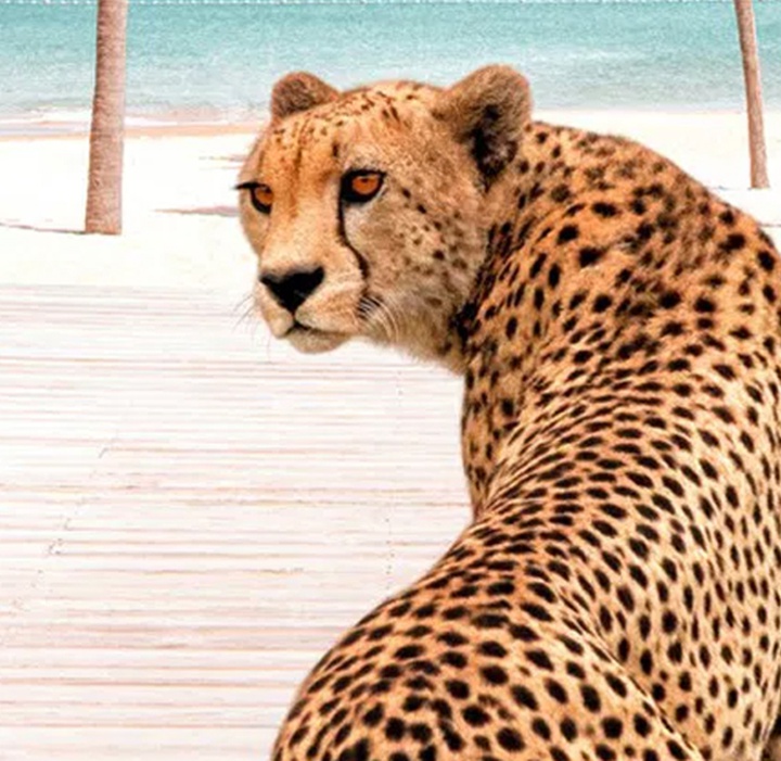 گالری آثار عکاسی پاول فوئنتس از بریتانیا