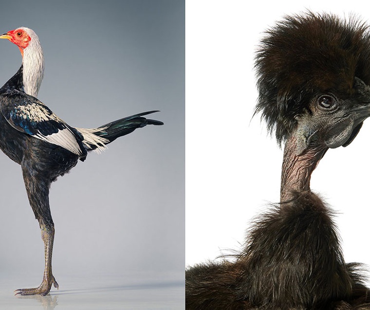 گالری عکس‌های خلاقانه تیم فلچ از بریتانیا