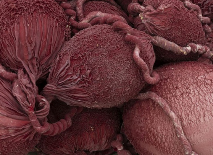 گالری آثر چیدمان و حجم اوا فابرگاس از اسپانیا