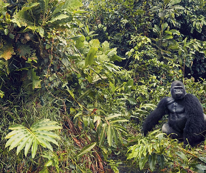 گالری عکس‌های خلاقانه تیم فلچ از بریتانیا