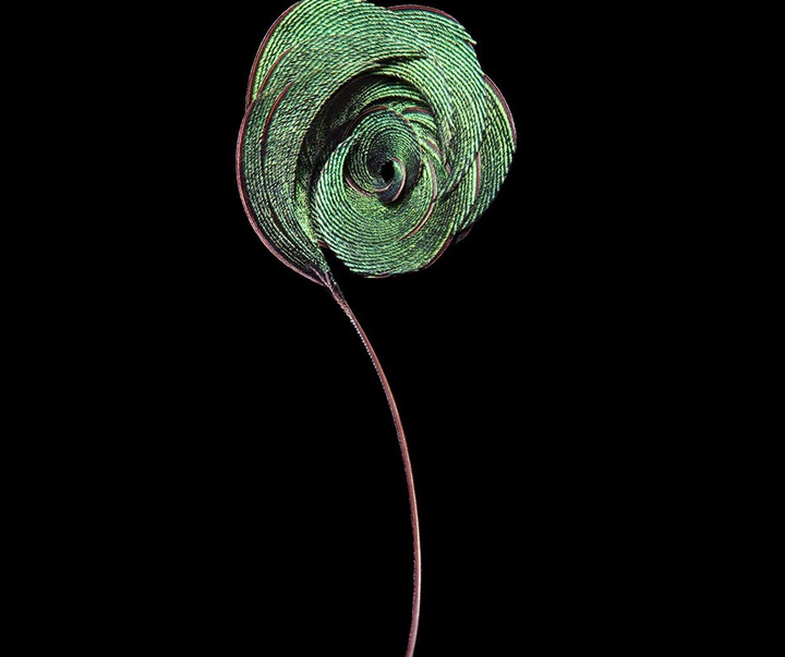 گالری عکس‌های خلاقانه تیم فلچ از بریتانیا