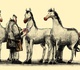 گالری آثار کارتون هیبت احمدی از ایران