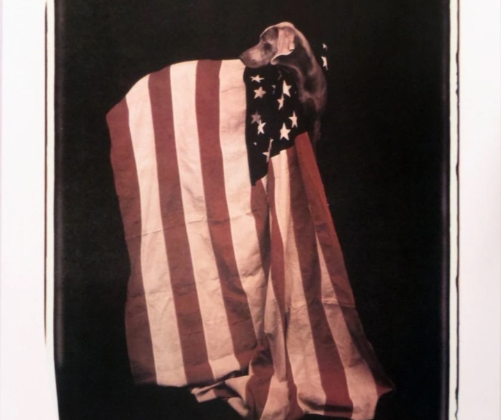 گالری عکس‌های ویلیام وگمن از آمریکا