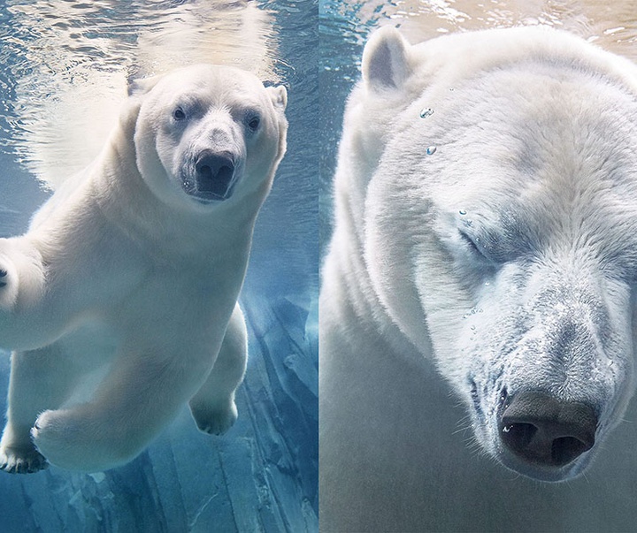 گالری عکس‌های خلاقانه تیم فلچ از بریتانیا